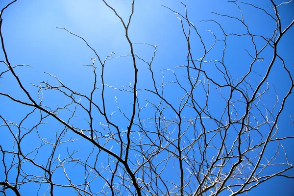 Silhouette de branche d'arbre — Photo