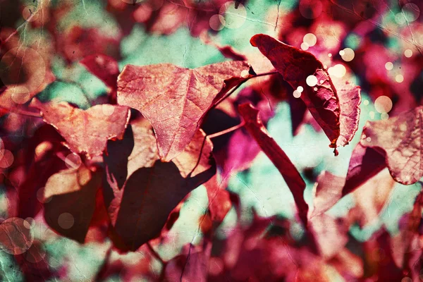 Red leaves of cherry tree — Stock Photo, Image