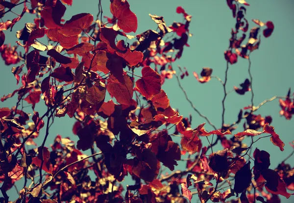 Rode bladeren van kersenboom — Stockfoto