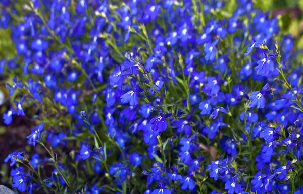 Fondo brillante flor azul —  Fotos de Stock