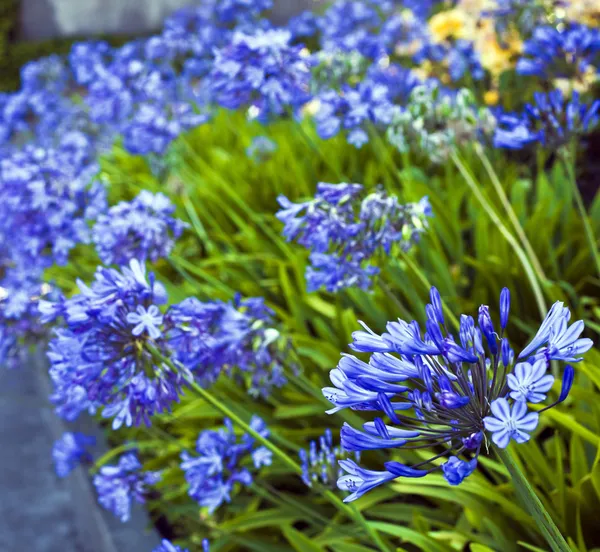 Lily africana Flores azules —  Fotos de Stock