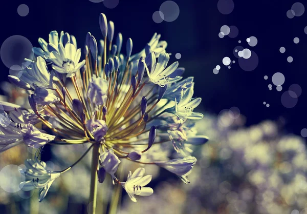 Afrikanische Lilie blaue Blüten — Stockfoto