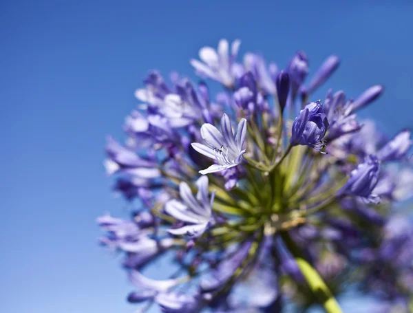 Afrika Lily mavi çiçekler — Stok fotoğraf