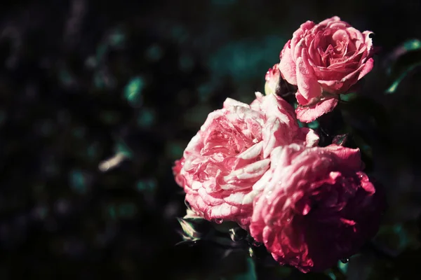 Beautiful pink roses — Stock Photo, Image