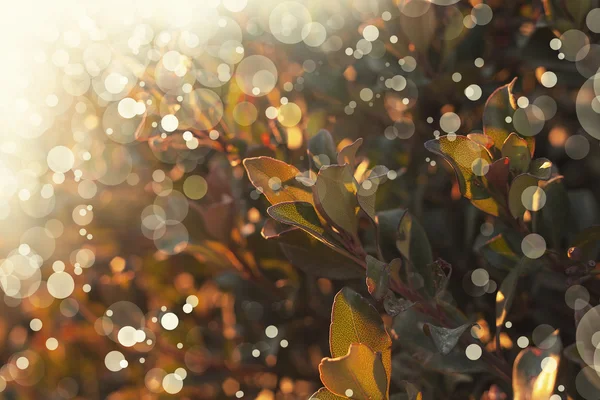 秋の木の葉 — ストック写真
