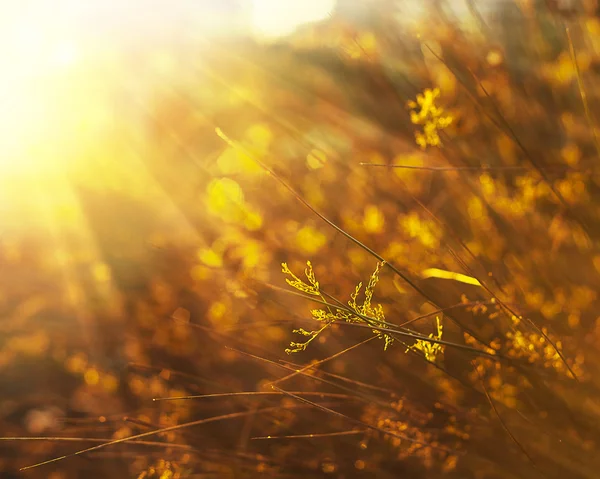 Oranje groen gras — Stockfoto