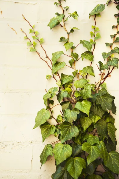 Bindweed plant — Stock Photo, Image