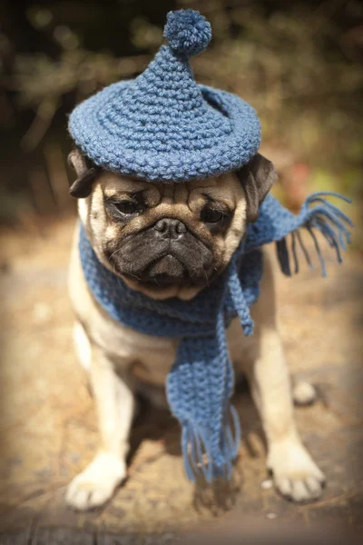 Pug puppy dog with gnome hat — Stock Photo, Image