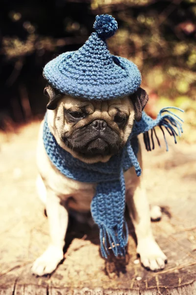 Perro cachorro Pug con sombrero de gnomo — Foto de Stock