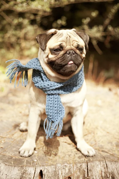 Beautiful male pug puppy dog — Stock Photo, Image
