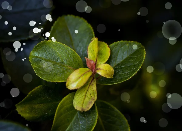 Fall tree leaves — Stock Photo, Image