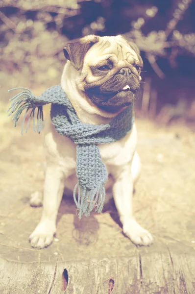 Beautiful male pug puppy dog — Stock Photo, Image