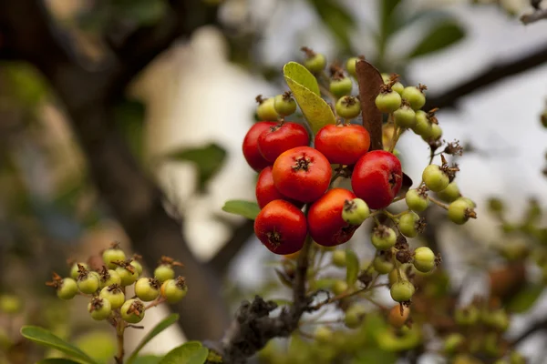 Krzew z dużą ilością czerwone jagody — Zdjęcie stockowe
