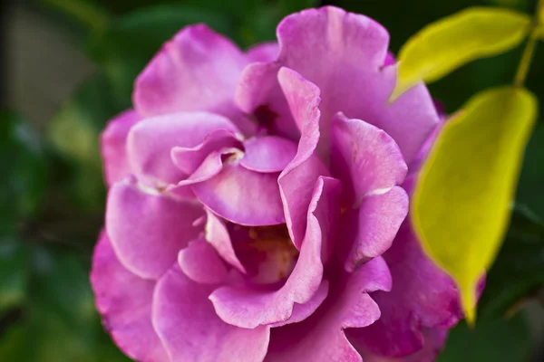 Rosa rosa hermosa — Foto de Stock