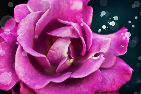 Schöne rosa Rose — Stockfoto