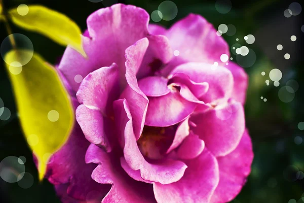 Schöne rosa Rose — Stockfoto