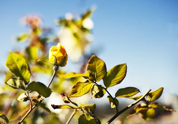 Yellow roses — Stock Photo, Image