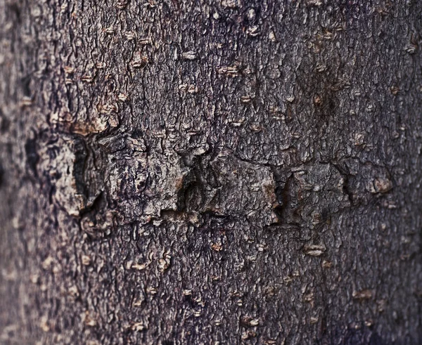 Textura de madeira — Fotografia de Stock