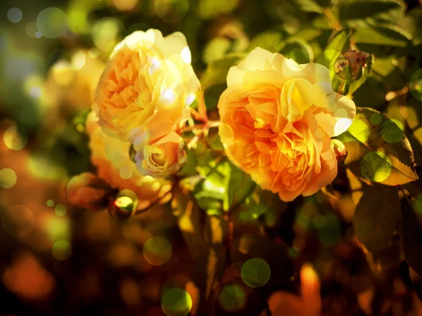 Yellow roses — Stock Photo, Image