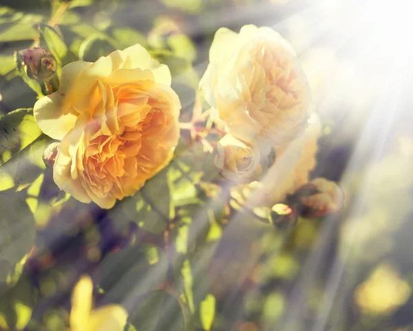 Gele rozen — Stockfoto