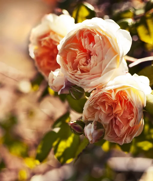 Yellow roses — Stock Photo, Image