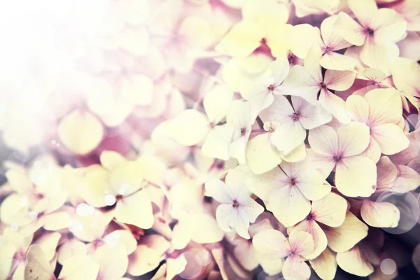 Kleine schöne rosa Blüten — Stockfoto