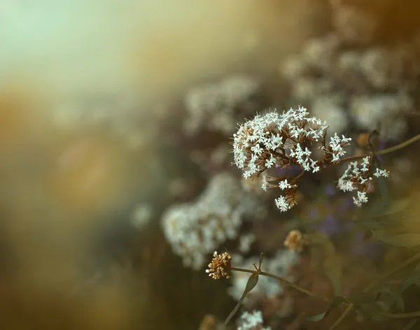 Lilla vackra vita blommor — Stockfoto