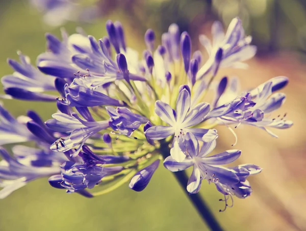 Africká lilie modré květy — Stock fotografie