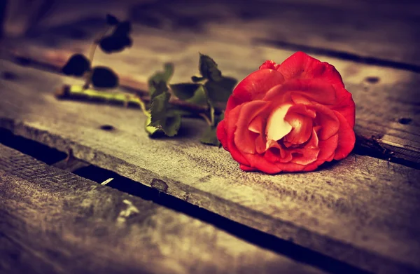 Hermosa rosa roja — Foto de Stock