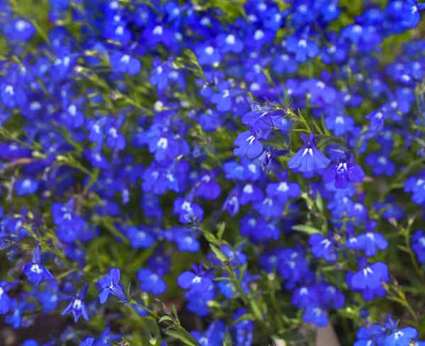 Schöne blaue Vergissmeinnicht-Blumen — Stockfoto