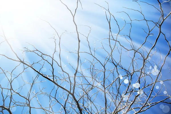 Träd gren siluett — Stockfoto