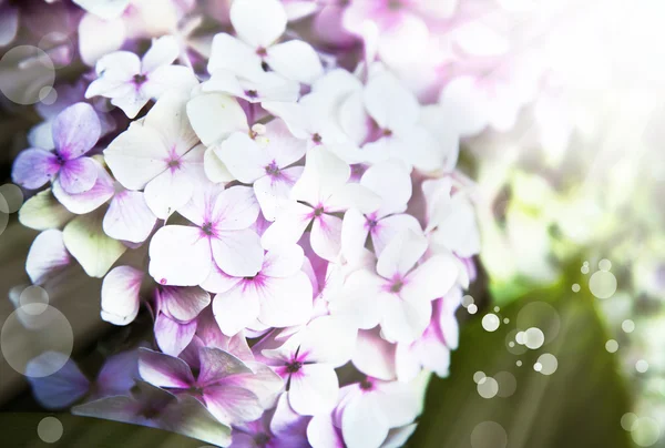 Piccoli bellissimi fiori rosa — Foto Stock