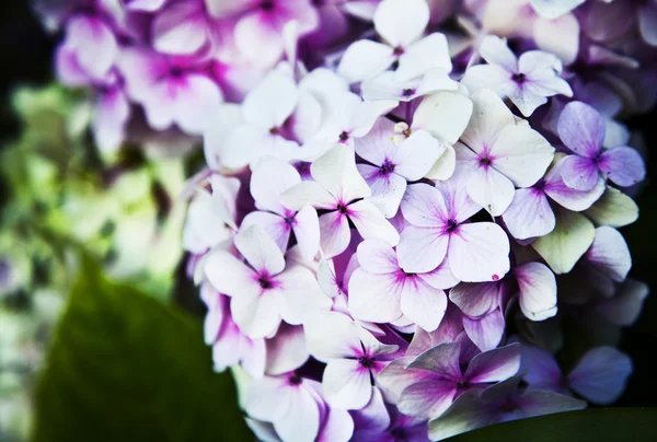 Petites belles fleurs roses — Photo