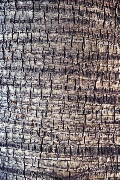 Coco palm detaily kůry textura — Stock fotografie