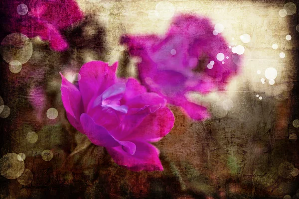 Κόκκινο και ροζ τριαντάφυλλο — Φωτογραφία Αρχείου