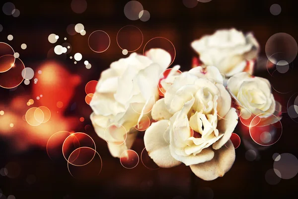 Roses in vintage style — Stock Photo, Image