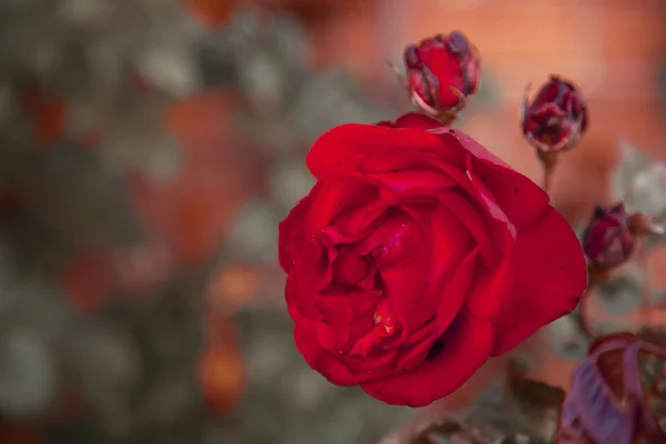 Rosa roja — Foto de Stock