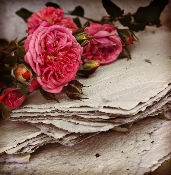Belles roses roses — Photo