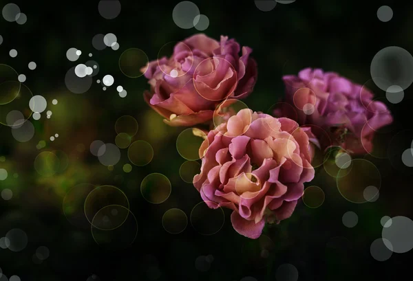 Beautiful pink roses — Stock Photo, Image