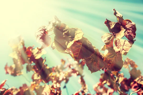 Red leaves of cherry tree — Stock Photo, Image