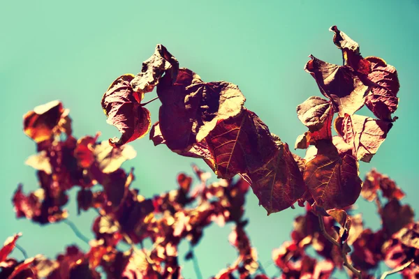 Red leaves of cherry tree — Stock Photo, Image