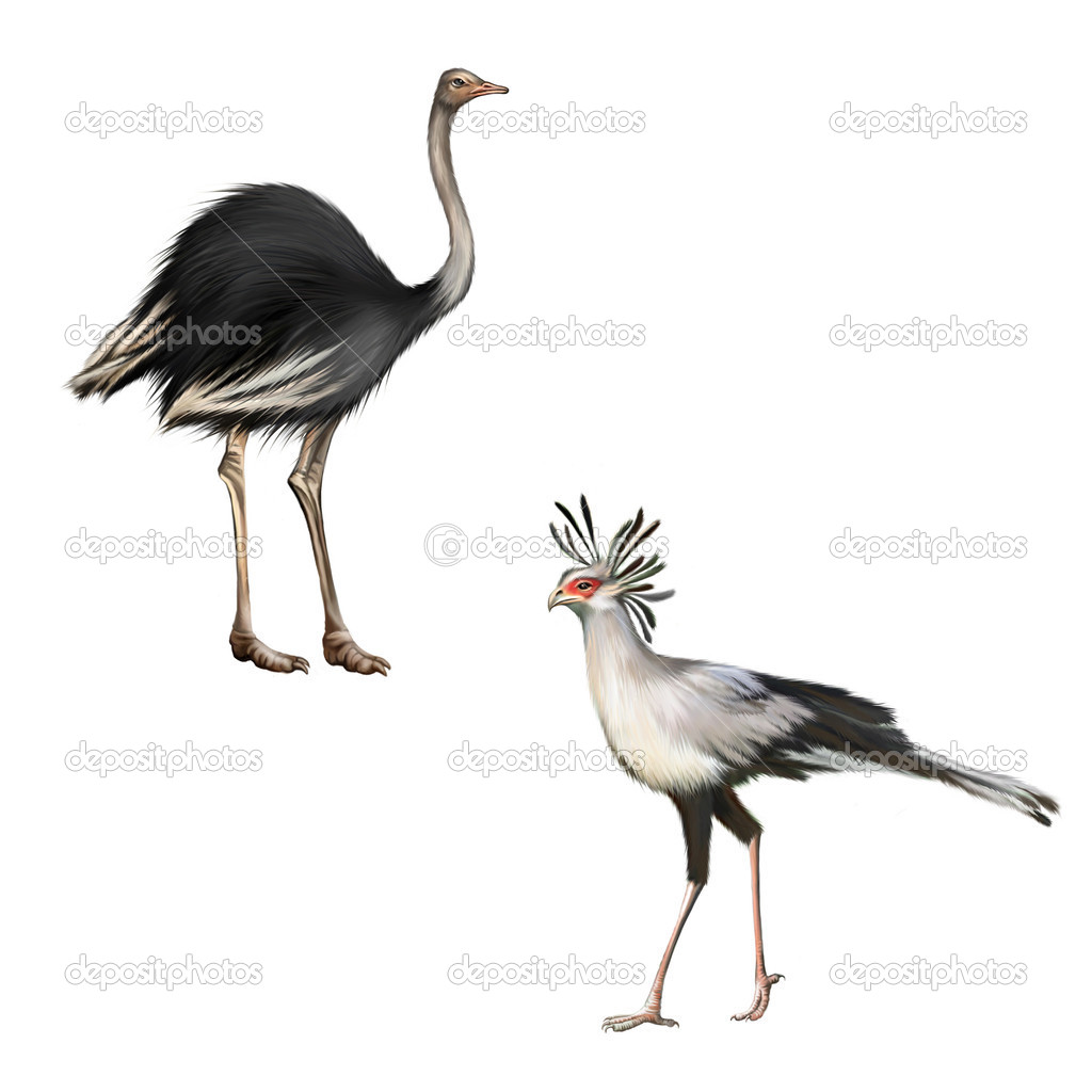 Ostrich and Secretarybird
