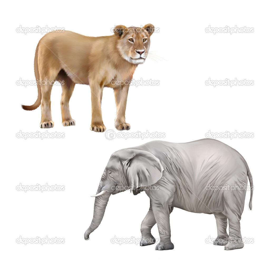 Lioness and African elephant