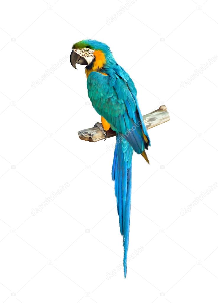 Colorful blue parrot macaw