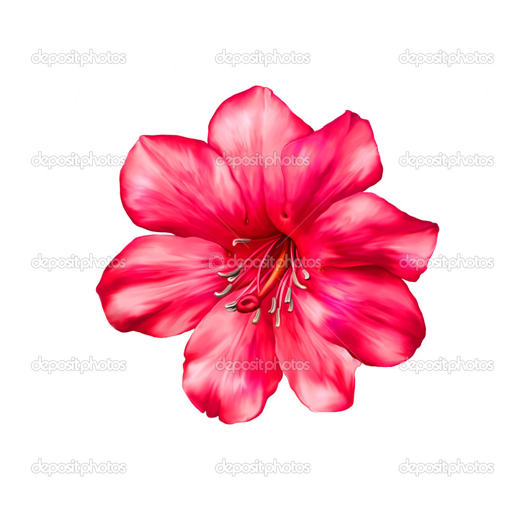 Beautiful bright pink red flower