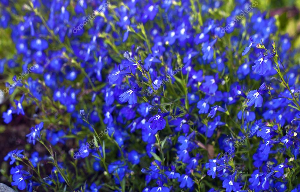 Bright Blue Flower Background Stock Photo Artnature 50906437 Bright Blue Flower Background Stock Photo 50906437