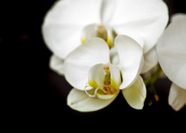 Beyaz Orkide