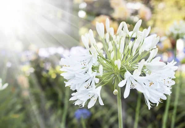 Lirio africano flores blancas — Foto de Stock
