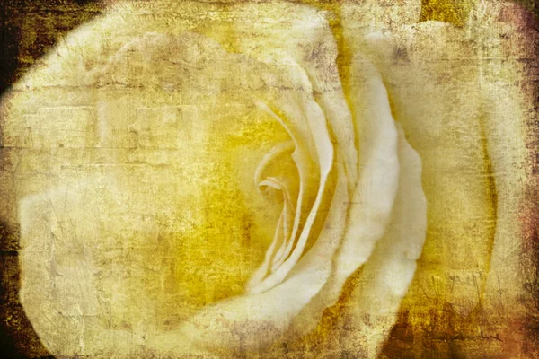 Beautiful yellow Rose — Stock Photo, Image
