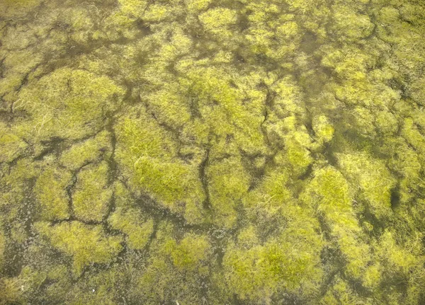 Озеро з водоростями забрудненою водою — стокове фото